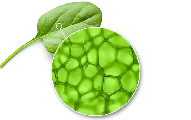 chlorophyll